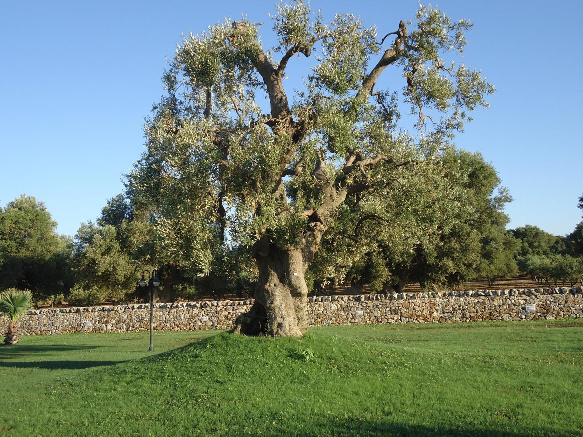 Masseria Valente Ostuni Eksteriør billede